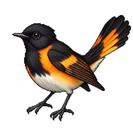 American Redstart