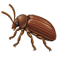 Furniture Beetle
