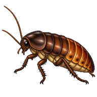 Surinam Cockroach