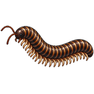Portuguese millipede