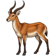 Lechwe