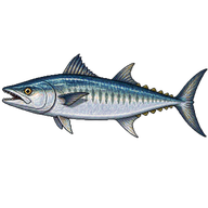 King mackerel