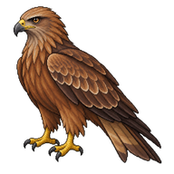 Black Kite