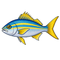 Yellowtail Snapper