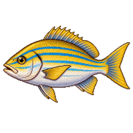 Common bluestripe snapper