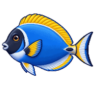 Powderblue surgeonfish