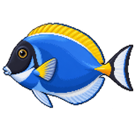 Powderblue surgeonfish