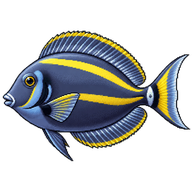 Doubleband surgeonfish