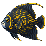 French angelfish