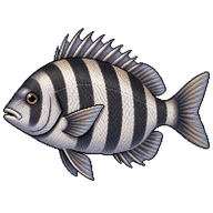 Sheepshead
