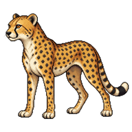 Cheetah