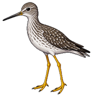 Greater Yellowlegs