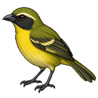 Olive Bushshrike