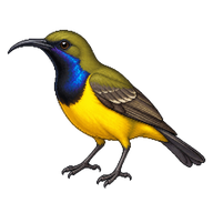 Olive-backed Sunbird