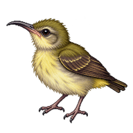 Olive-backed Sunbird Hatchling