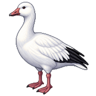 Snow Goose
