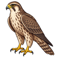 Saker Falcon