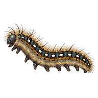 Western Tent Caterpillar
