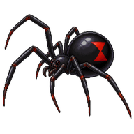 Western black widow