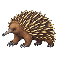 Short-beaked Echidna