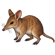 Southern Brown Bandicoot