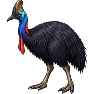 Southern Cassowary