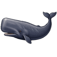 Sperm Whale