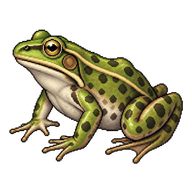 Marsh Frog