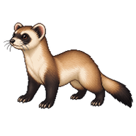 Black-footed Ferret