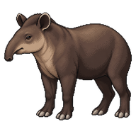South American Tapir