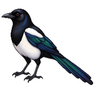 Eurasian Magpie