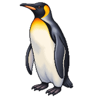 King Penguin