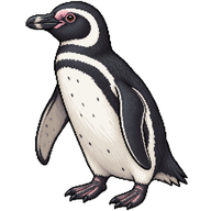 Magellanic Penguin