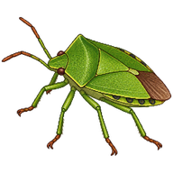 Green Shield Bug