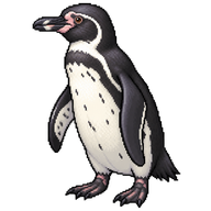 Galapagos Penguin