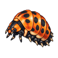 Harlequin Ladybird Pupa