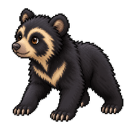 Spectacled Bear Cub