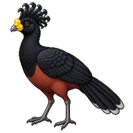 Great Curassow