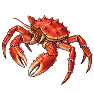 Red King Crab