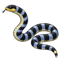Yellow-lipped Sea Krait