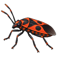 Harlequin bug