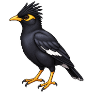 Crested Myna