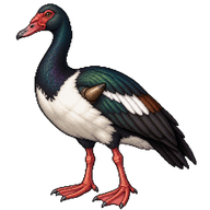 Spur-winged Goose