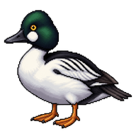Common Goldeneye