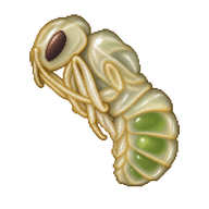 Asian Weaver Ant Pupa