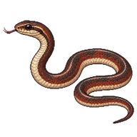 Common Wormsnake