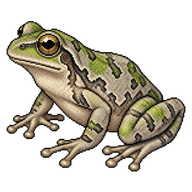 Gray Treefrog