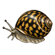 Spotted Nerite