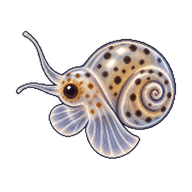 Spotted Nerite Larva