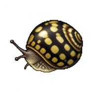 Spotted Nerite Juvenile